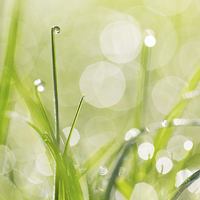 Buy canvas prints of Dewdrops on the Sunlit Grass Square Format by Natalie Kinnear
