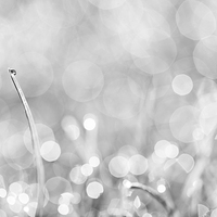 Buy canvas prints of Natures Sparkle Dewdrops in Sunlit Grass Black and by Natalie Kinnear