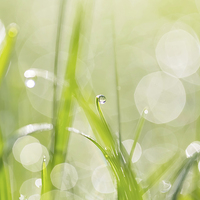 Buy canvas prints of Dewdrops in Sunlit Grass 2 by Natalie Kinnear