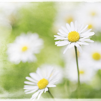 Buy canvas prints of Summer Time Daisies by Natalie Kinnear
