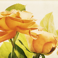 Buy canvas prints of Orange Roses by Natalie Kinnear