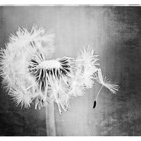 Buy canvas prints of Just Dandy in Black and White by Natalie Kinnear