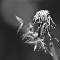 Buy canvas prints of The Underrated Dandelion 1 by Natalie Kinnear