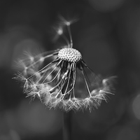 Buy canvas prints of The Underrated Dandelion 2 by Natalie Kinnear