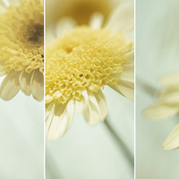Buy canvas prints of Flower Arrangement - Marguerite Daisies by Natalie Kinnear