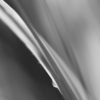 Buy canvas prints of Black and White Abstract - Sole Waterdrop in Grass by Natalie Kinnear