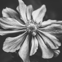 Buy canvas prints of Anemone Flower Photographic Art in Black and White by Natalie Kinnear