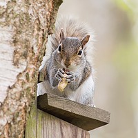 Buy canvas prints of Contented Squirrel by Natalie Kinnear