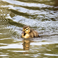 Buy canvas prints of Duckling Paddling in the Sunshine by Natalie Kinnear