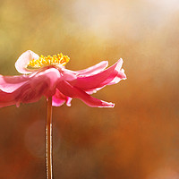 Buy canvas prints of Anemone Warmth - Natalie Kinnear Photography by Natalie Kinnear