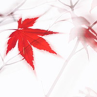 Buy canvas prints of Maple Leaf Abstract 2 by Natalie Kinnear