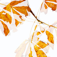 Buy canvas prints of Autumn Leaves Abstract by Natalie Kinnear