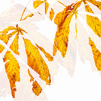 Buy canvas prints of Autumn Leaves Abstract 2 by Natalie Kinnear