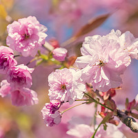 Buy canvas prints of Spring Blossom by Natalie Kinnear