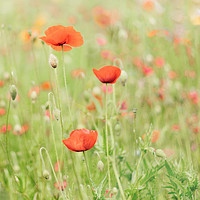 Buy canvas prints of Pastel Poppies by Natalie Kinnear