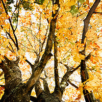 Buy canvas prints of Autumn Trees Abstract by Natalie Kinnear