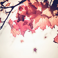Buy canvas prints of Autumn Leaves  by Natalie Kinnear