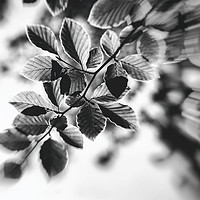 Buy canvas prints of Black and White Leaves Abstract by Natalie Kinnear