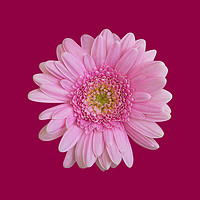 Buy canvas prints of Pink Chrysanthemum by Natalie Kinnear