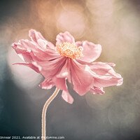Buy canvas prints of Sunlit Anenome by Natalie Kinnear