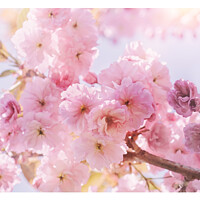 Buy canvas prints of Spring Sunshine Pink Blossom by Natalie Kinnear