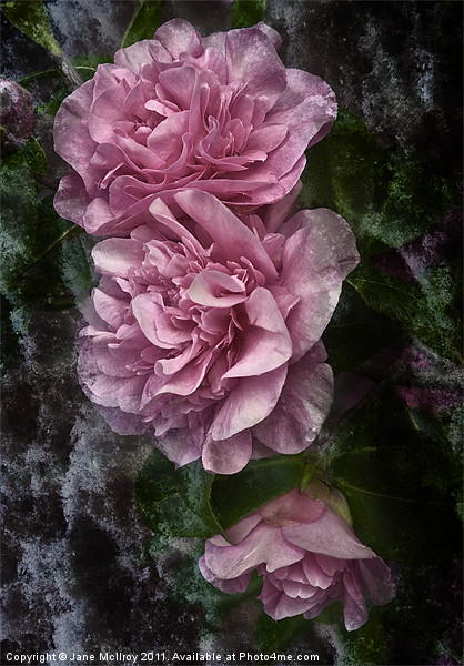 Frosted Camellias Picture Board by Jane McIlroy
