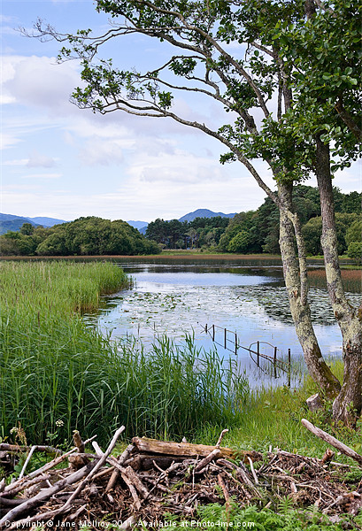Killarney Lakeside Scene Picture Board by Jane McIlroy
