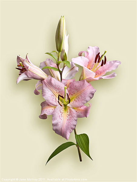 Pink Lilies on Cream Picture Board by Jane McIlroy