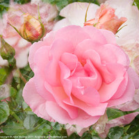 Buy canvas prints of Fragrant Cloud Rose by Jane McIlroy