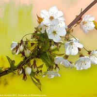 Buy canvas prints of Wild Cherry Blossom Cluster by Jane McIlroy