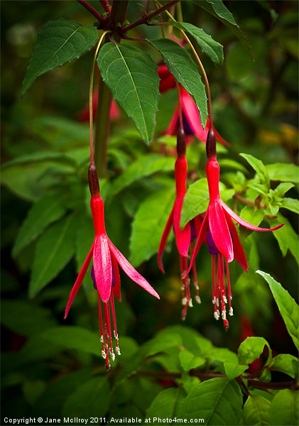 Fuchsia Flowers Picture Board by Jane McIlroy