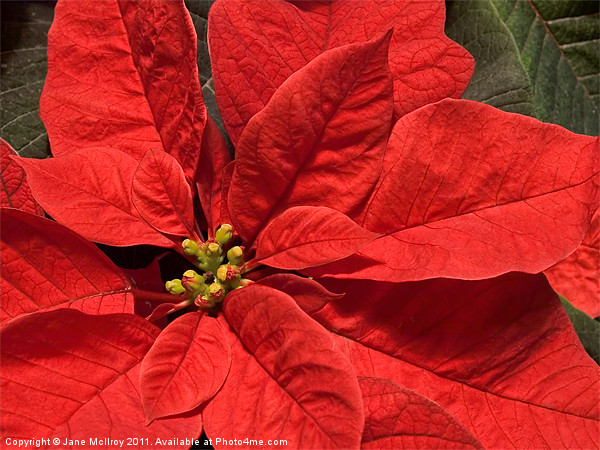 Red Poinsettia Plant for Christmas Picture Board by Jane McIlroy
