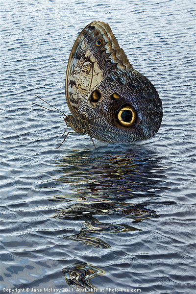 Owl Butterfly on Water Picture Board by Jane McIlroy