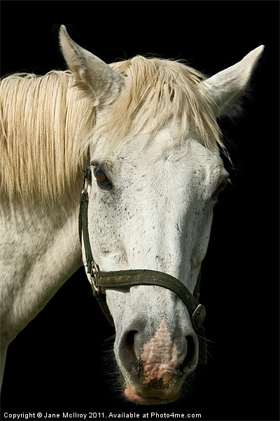White Horse Portrait Picture Board by Jane McIlroy