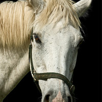 Buy canvas prints of White Horse Portrait by Jane McIlroy