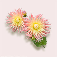Buy canvas prints of Pink and Cream Cactus Dahlia by Jane McIlroy