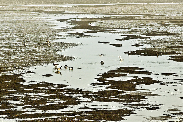 Winter Brent Geese, Strangford Lough Picture Board by Jane McIlroy