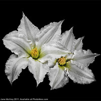 Buy canvas prints of Two Big White Clematis Flowers by Jane McIlroy