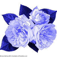 Buy canvas prints of Blue Roses by Jane McIlroy