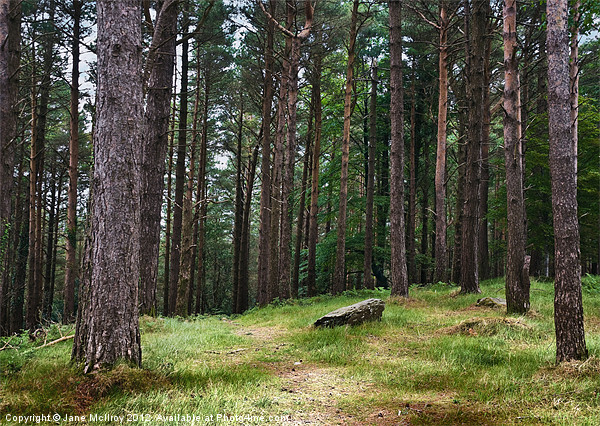 Pine Forest, Killarney, Kerry, Ireland Picture Board by Jane McIlroy
