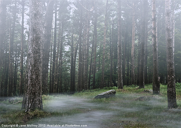 Mysterious Foggy Woodland Scene Picture Board by Jane McIlroy