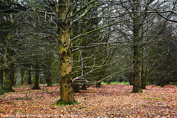 Beech Wood in Winter Picture Board by Jane McIlroy