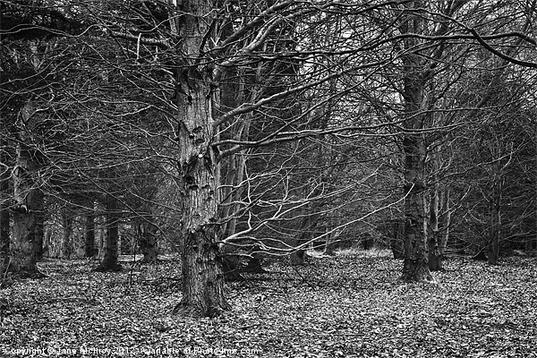 Beech Wood in Winter Picture Board by Jane McIlroy
