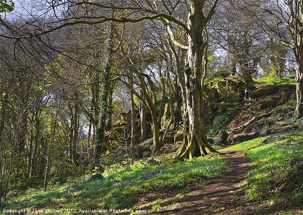 Bluebell Woods, Newtownards, County Down Picture Board by Jane McIlroy