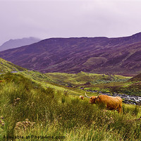 Buy canvas prints of Highland Cattle in Glen Lyon by Jane McIlroy
