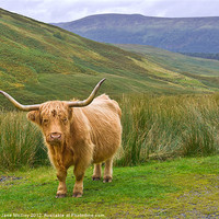 Buy canvas prints of Highland Cow, Glen Lyon, Scotland by Jane McIlroy