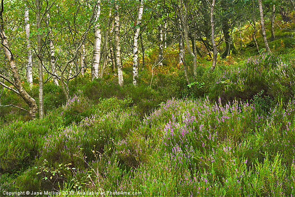 Scottish Heather Picture Board by Jane McIlroy