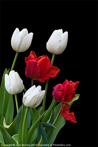 Spring Tulips Picture Board by Jane McIlroy