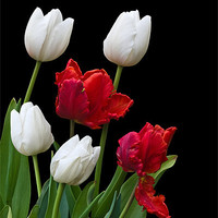 Buy canvas prints of Spring Tulips by Jane McIlroy