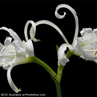 Buy canvas prints of White Spider Lily by Jane McIlroy